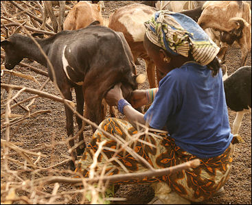 20120515-goats milking Dagana.jpg